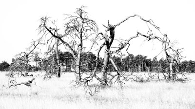 <i class='fa fa-user'></i>&nbsp;nelappelmelk&nbsp;|  Dode bomen&nbsp; <i class='fa fa-eye'>&nbsp;114</i> &nbsp;<i class='fa fa-thumbs-up'>&nbsp;8</i> &nbsp; <i class='fa fa-comment-o'>&nbsp;11</i>