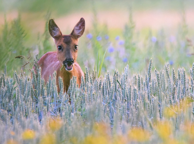 <i class='fa fa-user'></i>&nbsp;robert-jan&nbsp;|  Ree&nbsp; <i class='fa fa-eye'>&nbsp;123</i> &nbsp;<i class='fa fa-thumbs-up'>&nbsp;3</i> &nbsp; <i class='fa fa-comment-o'>&nbsp;8</i>