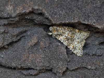 <i class='fa fa-user'></i>&nbsp;Ad Sprang&nbsp;|  Kompassla-uil&nbsp; <i class='fa fa-eye'>&nbsp;73</i> &nbsp;<i class='fa fa-thumbs-up'>&nbsp;8</i> &nbsp; <i class='fa fa-comment-o'>&nbsp;6</i>