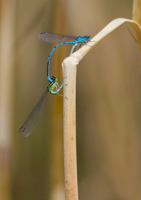 <i class='fa fa-user'></i>&nbsp;jeb&nbsp;|  Azuurwaterjuffer&nbsp; <i class='fa fa-eye'>&nbsp;70</i> &nbsp;<i class='fa fa-thumbs-up'>&nbsp;2</i> &nbsp; <i class='fa fa-comment-o'>&nbsp;2</i>