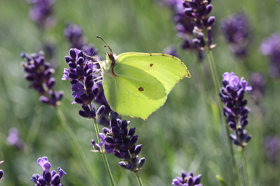 <i class='fa fa-user'></i>&nbsp;Paul Vandebroek&nbsp;|  Citroenvlinder&nbsp; <i class='fa fa-eye'>&nbsp;58</i> &nbsp;<i class='fa fa-thumbs-up'>&nbsp;1</i> &nbsp; <i class='fa fa-comment-o'>&nbsp;7</i>