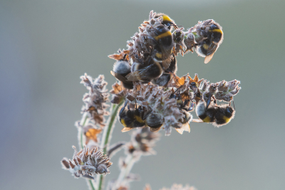 <i class='fa fa-user'></i>&nbsp;Eef Kieft&nbsp;|  Aardhommel&nbsp; <i class='fa fa-eye'>&nbsp;74</i> &nbsp; <i class='fa fa-comment-o'>&nbsp;2</i>