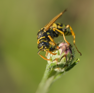 <i class='fa fa-user'></i>&nbsp;janvangastel&nbsp;|  Franse Veldwesp&nbsp; <i class='fa fa-eye'>&nbsp;57</i> &nbsp;<i class='fa fa-thumbs-up'>&nbsp;1</i> &nbsp; <i class='fa fa-comment-o'>&nbsp;2</i>