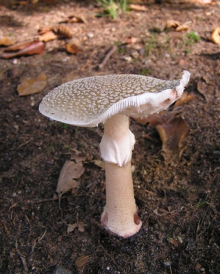 Echt het seizoen voor paddestoelen