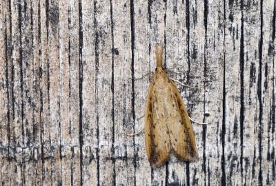 <i class='fa fa-user'></i>&nbsp;josephine&nbsp;|  Rietsnuitmot&nbsp; <i class='fa fa-eye'>&nbsp;64</i> &nbsp;<i class='fa fa-thumbs-up'>&nbsp;3</i> &nbsp; <i class='fa fa-comment-o'>&nbsp;6</i>