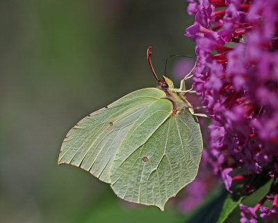 <i class='fa fa-user'></i>&nbsp;Cor&nbsp;|  Citroenvlinder&nbsp; <i class='fa fa-eye'>&nbsp;74</i> &nbsp;<i class='fa fa-thumbs-up'>&nbsp;9</i> &nbsp; <i class='fa fa-comment-o'>&nbsp;7</i>