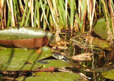 <i class='fa fa-user'></i>&nbsp;Jovanzo&nbsp;|  Ringslang&nbsp; <i class='fa fa-eye'>&nbsp;117</i> &nbsp;<i class='fa fa-thumbs-up'>&nbsp;3</i> &nbsp; <i class='fa fa-comment-o'>&nbsp;3</i>