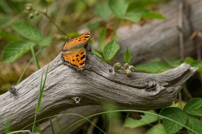 <i class='fa fa-user'></i>&nbsp;Willem Verhagen&nbsp;|  Grote Vos&nbsp; <i class='fa fa-eye'>&nbsp;79</i> &nbsp;<i class='fa fa-thumbs-up'>&nbsp;2</i> &nbsp; <i class='fa fa-comment-o'>&nbsp;8</i>