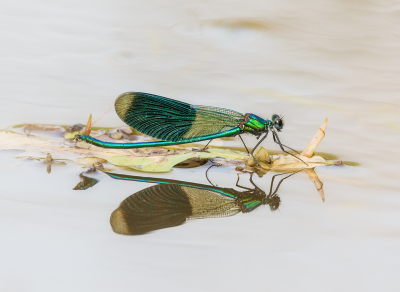 <i class='fa fa-user'></i>&nbsp;Hillebrand Keun&nbsp;|  Weidebeekjuffer&nbsp; <i class='fa fa-eye'>&nbsp;108</i> &nbsp;<i class='fa fa-thumbs-up'>&nbsp;16</i> &nbsp; <i class='fa fa-comment-o'>&nbsp;5</i>