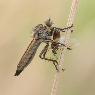 <i class='fa fa-user'></i>&nbsp;Johan van Gurp&nbsp;|  Roodbaardroofvlieg&nbsp; <i class='fa fa-eye'>&nbsp;93</i> &nbsp;<i class='fa fa-thumbs-up'>&nbsp;13</i> &nbsp; <i class='fa fa-comment-o'>&nbsp;7</i>