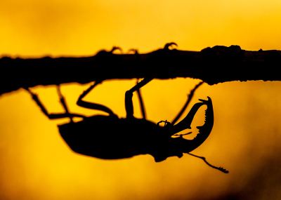 <i class='fa fa-user'></i>&nbsp;Tom&nbsp;|  Vliegend Hert&nbsp; <i class='fa fa-eye'>&nbsp;130</i> &nbsp;<i class='fa fa-thumbs-up'>&nbsp;8</i> &nbsp; <i class='fa fa-comment-o'>&nbsp;9</i>