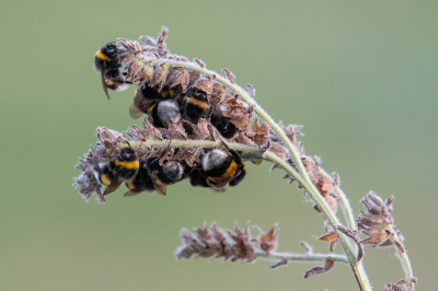 <i class='fa fa-user'></i>&nbsp;Eef Kieft&nbsp;|  Aardhommel&nbsp; <i class='fa fa-eye'>&nbsp;72</i> &nbsp;<i class='fa fa-thumbs-up'>&nbsp;1</i> &nbsp; <i class='fa fa-comment-o'>&nbsp;3</i>