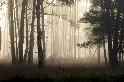 <i class='fa fa-user'></i>&nbsp;ErnovanDoorn&nbsp;|  Mist in het bos&nbsp; <i class='fa fa-eye'>&nbsp;74</i> &nbsp;<i class='fa fa-thumbs-up'>&nbsp;2</i> &nbsp; <i class='fa fa-comment-o'>&nbsp;7</i>