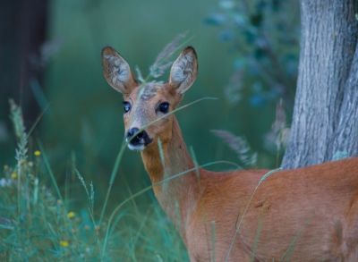 <i class='fa fa-user'></i>&nbsp;jeb&nbsp;|  Ree&nbsp; <i class='fa fa-eye'>&nbsp;69</i> &nbsp;<i class='fa fa-thumbs-up'>&nbsp;1</i> &nbsp; <i class='fa fa-comment-o'>&nbsp;2</i>