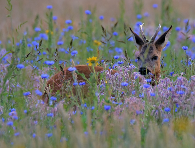 <i class='fa fa-user'></i>&nbsp;robert-jan&nbsp;|  Ree&nbsp; <i class='fa fa-eye'>&nbsp;97</i> &nbsp;<i class='fa fa-thumbs-up'>&nbsp;4</i> &nbsp; <i class='fa fa-comment-o'>&nbsp;4</i>