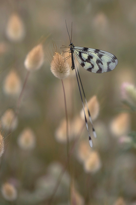 <i class='fa fa-user'></i>&nbsp;Willem Verhagen&nbsp;|  Dwarsbandwimpelstaart&nbsp; <i class='fa fa-eye'>&nbsp;122</i> &nbsp;<i class='fa fa-thumbs-up'>&nbsp;11</i> &nbsp; <i class='fa fa-comment-o'>&nbsp;5</i>
