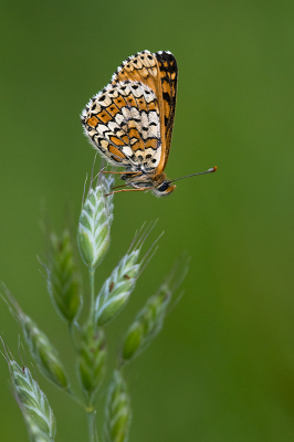 <i class='fa fa-user'></i>&nbsp;Willem Verhagen&nbsp;|  Veldparelmoervlinder&nbsp; <i class='fa fa-eye'>&nbsp;119</i> &nbsp;<i class='fa fa-thumbs-up'>&nbsp;4</i> &nbsp; <i class='fa fa-comment-o'>&nbsp;11</i>