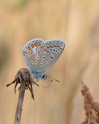 <i class='fa fa-user'></i>&nbsp;Johan van Gurp&nbsp;|  Icarusblauwtje&nbsp; <i class='fa fa-eye'>&nbsp;55</i> &nbsp;<i class='fa fa-thumbs-up'>&nbsp;1</i> &nbsp; <i class='fa fa-comment-o'>&nbsp;0</i>