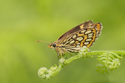 <i class='fa fa-user'></i>&nbsp;Rob Belterman&nbsp;|  Spiegeldikkopje&nbsp; <i class='fa fa-eye'>&nbsp;75</i> &nbsp;<i class='fa fa-thumbs-up'>&nbsp;4</i> &nbsp; <i class='fa fa-comment-o'>&nbsp;2</i>