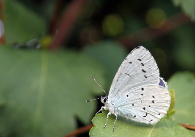 <i class='fa fa-user'></i>&nbsp;jaapoosterhuis&nbsp;|  Boomblauwtje&nbsp; <i class='fa fa-eye'>&nbsp;62</i> &nbsp; <i class='fa fa-comment-o'>&nbsp;1</i>