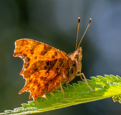 <i class='fa fa-user'></i>&nbsp;pietwil&nbsp;|  Gehakkelde Aurelia&nbsp; <i class='fa fa-eye'>&nbsp;55</i> &nbsp;<i class='fa fa-thumbs-up'>&nbsp;1</i> &nbsp; <i class='fa fa-comment-o'>&nbsp;2</i>