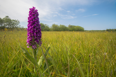 <i class='fa fa-user'></i> Willem Verhagen | Rietorchis sp.  <i class='fa fa-eye'> 65</i>   <i class='fa fa-comment-o'> 1</i>