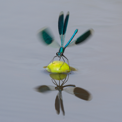 <i class='fa fa-user'></i>&nbsp;Hillebrand Keun&nbsp;|  Weidebeekjuffer&nbsp; <i class='fa fa-eye'>&nbsp;128</i> &nbsp;<i class='fa fa-thumbs-up'>&nbsp;5</i> &nbsp; <i class='fa fa-comment-o'>&nbsp;3</i>