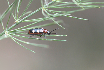 <i class='fa fa-user'></i>&nbsp;Paul Vandebroek&nbsp;|  Blauwe Aspergekever&nbsp; <i class='fa fa-eye'>&nbsp;68</i> &nbsp;<i class='fa fa-thumbs-up'>&nbsp;1</i> &nbsp; <i class='fa fa-comment-o'>&nbsp;2</i>