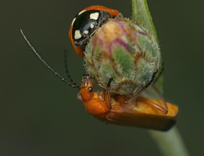 <i class='fa fa-user'></i>&nbsp;janvangastel&nbsp;|  Zevenstippelig Lieveheersbeestje&nbsp; <i class='fa fa-eye'>&nbsp;65</i> &nbsp; <i class='fa fa-comment-o'>&nbsp;1</i>