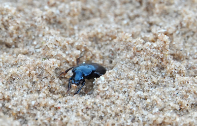 <i class='fa fa-user'></i>&nbsp;nelappelmelk&nbsp;|  Loopkever sp.&nbsp; <i class='fa fa-eye'>&nbsp;75</i> &nbsp; <i class='fa fa-comment-o'>&nbsp;4</i>