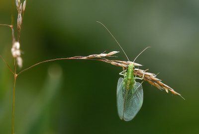 In een veldje waar we hoopten de rode vuurvlinder te vinden vloog, buiten de enorme aantallen gamma-uiltjes, ook dit mooie insect. En ondanks de harde wind en de rommelige omgeving kon ik toch een redelijk rustig en scherp plaatje van het beest maken.