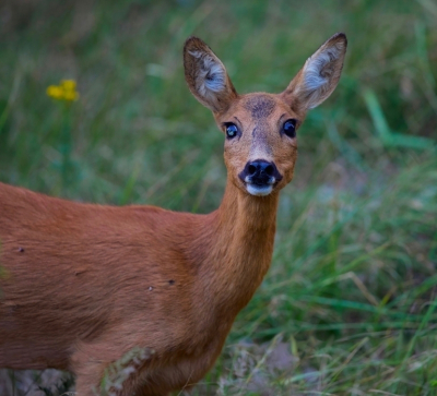 <i class='fa fa-user'></i>&nbsp;jeb&nbsp;|  Ree&nbsp; <i class='fa fa-eye'>&nbsp;79</i> &nbsp;<i class='fa fa-thumbs-up'>&nbsp;1</i> &nbsp; <i class='fa fa-comment-o'>&nbsp;3</i>