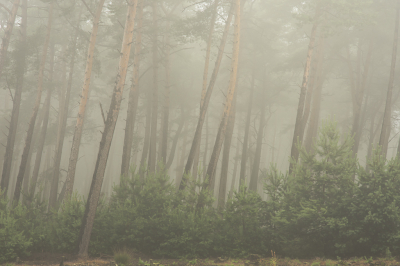 <i class='fa fa-user'></i>&nbsp;ErnovanDoorn&nbsp;|  Sparren in de mist&nbsp; <i class='fa fa-eye'>&nbsp;78</i> &nbsp;<i class='fa fa-thumbs-up'>&nbsp;1</i> &nbsp; <i class='fa fa-comment-o'>&nbsp;3</i>