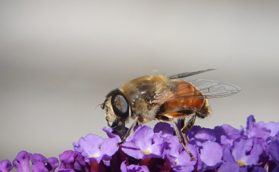 <i class='fa fa-user'></i>&nbsp;ko katsman&nbsp;|  Blinde Bij&nbsp; <i class='fa fa-eye'>&nbsp;66</i> &nbsp;<i class='fa fa-thumbs-up'>&nbsp;2</i> &nbsp; <i class='fa fa-comment-o'>&nbsp;1</i>