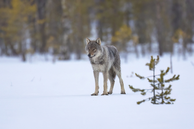 <i class='fa fa-user'></i>&nbsp;Luc Meert&nbsp;|  Wolf&nbsp; <i class='fa fa-eye'>&nbsp;157</i> &nbsp;<i class='fa fa-thumbs-up'>&nbsp;6</i> &nbsp; <i class='fa fa-comment-o'>&nbsp;5</i>