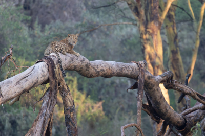 We spotted this leopard in the afternoon of the day before the picture. There was an impala hanging in the tree. In the morning we woke up early and made a quick drive to the spot as we expected to see the leopard back there. We were right! We spent about half an hour completely alone with this beauty and her cub.