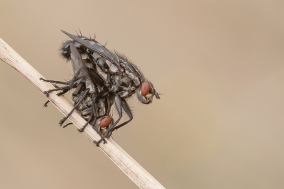 <i class='fa fa-user'></i>&nbsp;Johan van Gurp&nbsp;|  Dambordvlieg sp.&nbsp; <i class='fa fa-eye'>&nbsp;62</i> &nbsp;<i class='fa fa-thumbs-up'>&nbsp;2</i> &nbsp; <i class='fa fa-comment-o'>&nbsp;1</i>