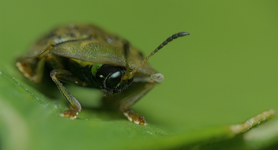 <i class='fa fa-user'></i>&nbsp;janvangastel&nbsp;|  Gevlekte Schildpadtor&nbsp; <i class='fa fa-eye'>&nbsp;60</i> &nbsp;<i class='fa fa-thumbs-up'>&nbsp;1</i> &nbsp; <i class='fa fa-comment-o'>&nbsp;2</i>