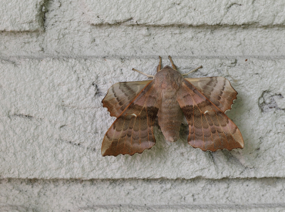 <i class='fa fa-user'></i>&nbsp;Ad Sprang&nbsp;|  Populierenpijlstaart&nbsp; <i class='fa fa-eye'>&nbsp;108</i> &nbsp;<i class='fa fa-thumbs-up'>&nbsp;9</i> &nbsp; <i class='fa fa-comment-o'>&nbsp;13</i>