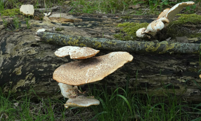 <i class='fa fa-user'></i>&nbsp;ko katsman&nbsp;|  Zadelzwam&nbsp; <i class='fa fa-eye'>&nbsp;62</i> &nbsp; <i class='fa fa-comment-o'>&nbsp;0</i>