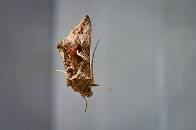 <i class='fa fa-user'></i>&nbsp;Bert Veerman&nbsp;|  Gamma-uil&nbsp; <i class='fa fa-eye'>&nbsp;80</i> &nbsp;<i class='fa fa-thumbs-up'>&nbsp;1</i> &nbsp; <i class='fa fa-comment-o'>&nbsp;4</i>