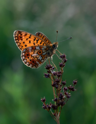 <i class='fa fa-user'></i>&nbsp;Jacolienl&nbsp;|  Zilveren Maan&nbsp; <i class='fa fa-eye'>&nbsp;94</i> &nbsp;<i class='fa fa-thumbs-up'>&nbsp;2</i> &nbsp; <i class='fa fa-comment-o'>&nbsp;5</i>