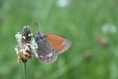 <i class='fa fa-user'></i>&nbsp;jaapoosterhuis&nbsp;|  Roodstreephooibeestje&nbsp; <i class='fa fa-eye'>&nbsp;81</i> &nbsp;<i class='fa fa-thumbs-up'>&nbsp;2</i> &nbsp; <i class='fa fa-comment-o'>&nbsp;3</i>