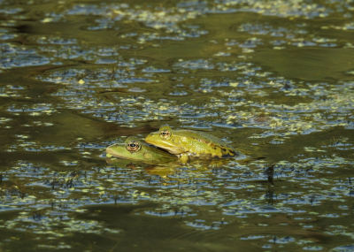 <i class='fa fa-user'></i>&nbsp;Jovanzo&nbsp;|  Poelkikker&nbsp; <i class='fa fa-eye'>&nbsp;56</i> &nbsp;<i class='fa fa-thumbs-up'>&nbsp;1</i> &nbsp; <i class='fa fa-comment-o'>&nbsp;1</i>