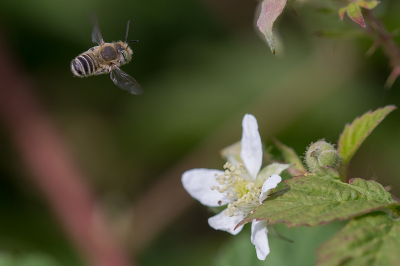 <i class='fa fa-user'></i>&nbsp;Willem Verhagen&nbsp;|  Zilveren Fluitje&nbsp; <i class='fa fa-eye'>&nbsp;66</i> &nbsp;<i class='fa fa-thumbs-up'>&nbsp;1</i> &nbsp; <i class='fa fa-comment-o'>&nbsp;1</i>