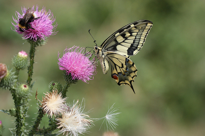 <i class='fa fa-user'></i>&nbsp;Paul Vandebroek&nbsp;|  Koninginnenpage&nbsp; <i class='fa fa-eye'>&nbsp;85</i> &nbsp;<i class='fa fa-thumbs-up'>&nbsp;8</i> &nbsp; <i class='fa fa-comment-o'>&nbsp;6</i>