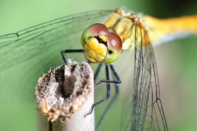 <i class='fa fa-user'></i>&nbsp;Bert Veerman&nbsp;|  Bloedrode Heidelibel&nbsp; <i class='fa fa-eye'>&nbsp;74</i> &nbsp;<i class='fa fa-thumbs-up'>&nbsp;2</i> &nbsp; <i class='fa fa-comment-o'>&nbsp;3</i>