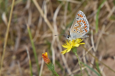 <i class='fa fa-user'></i>&nbsp;kooyammers&nbsp;|  Bruin Blauwtje&nbsp; <i class='fa fa-eye'>&nbsp;57</i> &nbsp;<i class='fa fa-thumbs-up'>&nbsp;6</i> &nbsp; <i class='fa fa-comment-o'>&nbsp;4</i>