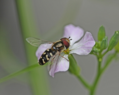 <i class='fa fa-user'></i>&nbsp;Cor&nbsp;|  Witte Halvemaanzweefvlieg&nbsp; <i class='fa fa-eye'>&nbsp;59</i> &nbsp;<i class='fa fa-thumbs-up'>&nbsp;1</i> &nbsp; <i class='fa fa-comment-o'>&nbsp;6</i>