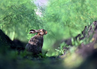 <i class='fa fa-user'></i>&nbsp;robert-jan&nbsp;|  Haas&nbsp; <i class='fa fa-eye'>&nbsp;112</i> &nbsp;<i class='fa fa-thumbs-up'>&nbsp;6</i> &nbsp; <i class='fa fa-comment-o'>&nbsp;7</i>